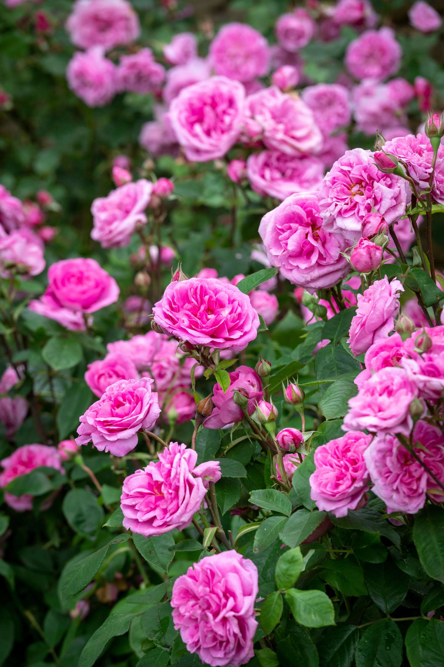 Ruusu 'Gertrude Jekyll®' (Ausbord)